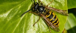 wasp nest removal north somerset